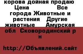 корова дойная продаю › Цена ­ 100 000 - Все города Животные и растения » Другие животные   . Амурская обл.,Сковородинский р-н